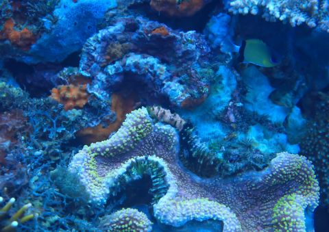 Ocean Protection and Community Action for Marine Environments Training Program